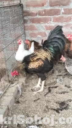 শংকর হাসলি মোড়গ